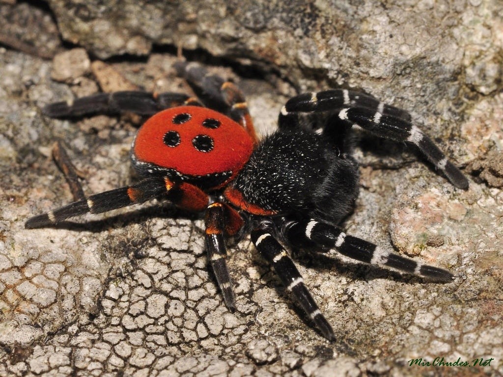 Ядовитый чилийский паук–отшельник распространяется в Германии